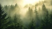 0209-Фотошпалери Туманність