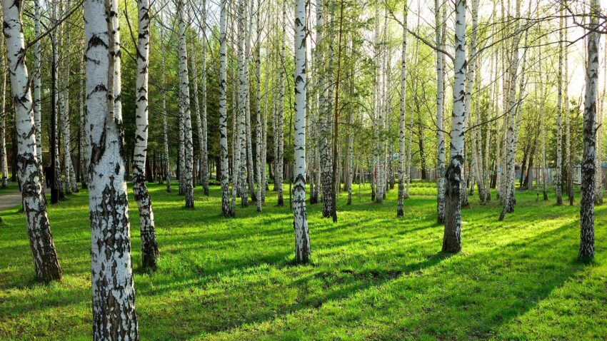 0256-Фотошпалери Берези