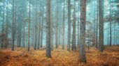 0289-Фотошпалери Осінній ліс