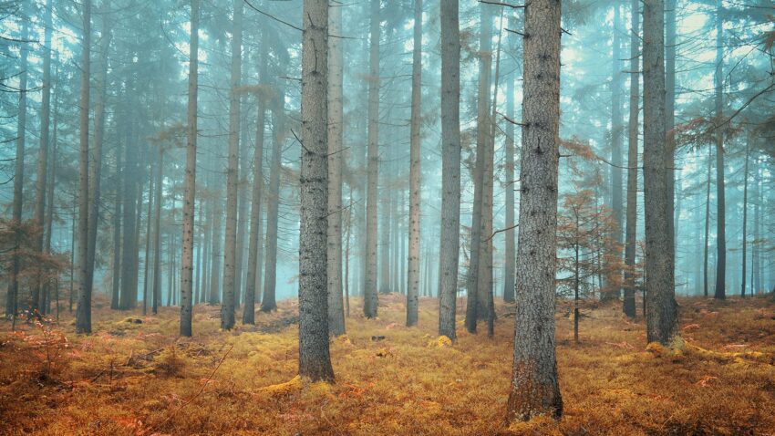 0289-Фотошпалери Осінній ліс